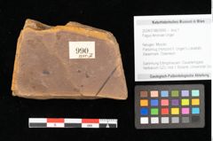 Foto (Objekt + Etikett) von Fagus feroniae Unger (NHMW-GEO-2024-0188-0990)